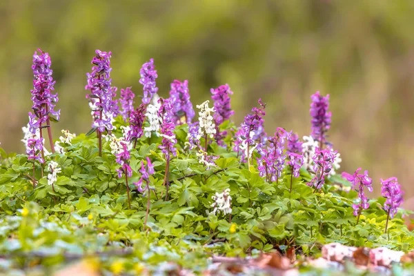 Хохлатка (Corydalis) — посадка, уход, виды и сорта